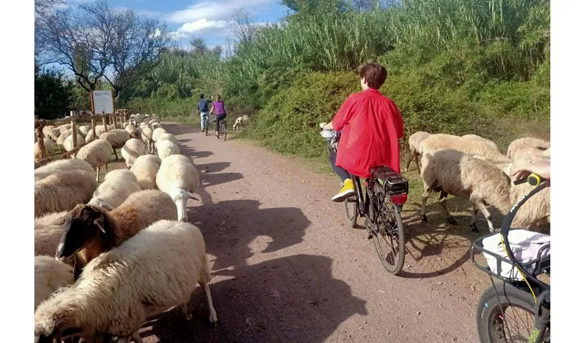 Appia Antica, Acquedotti e Catacombe Roma: Tour in E-Bike