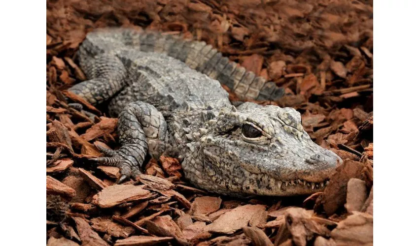Bioparco di Roma: Biglietto con accesso rapido
