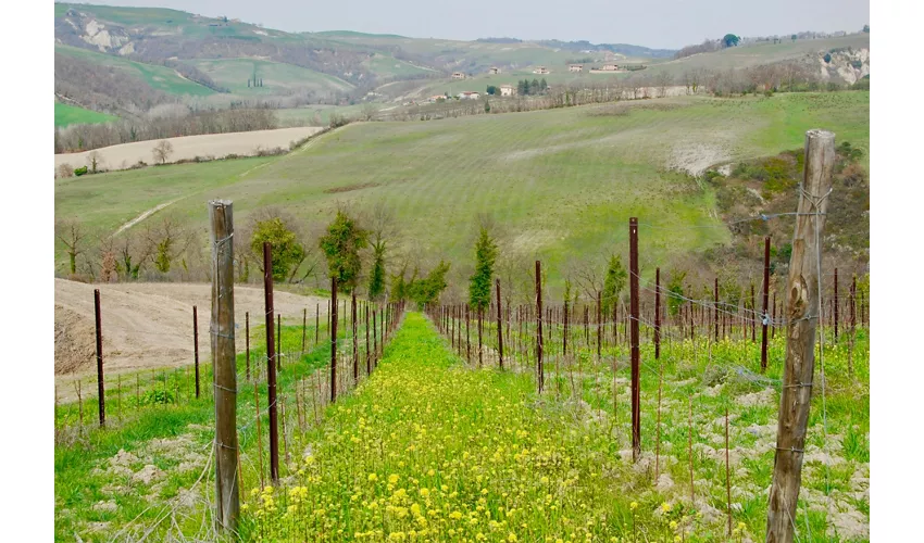 Gita in Toscana da Roma con Pranzo Incluso