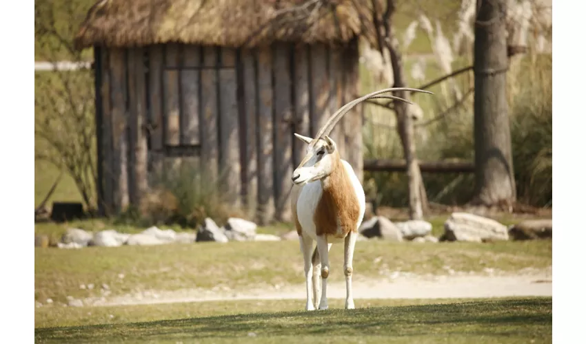 Parco Natura Viva: Biglietto a data aperta