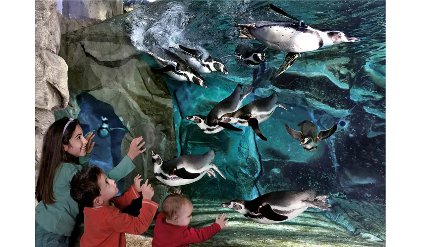 Acquario di Cattolica: Biglietto con accesso rapido