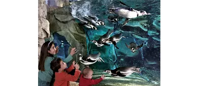 Acquario di Cattolica: Biglietto con accesso rapido