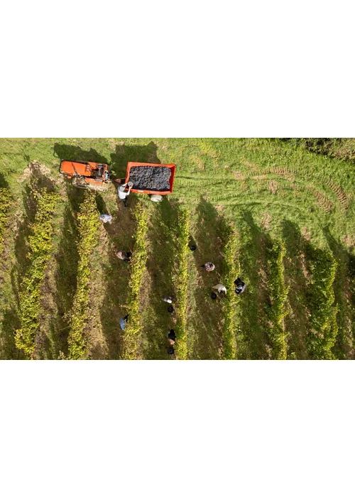 Vendemmia nelle colline marchigiane  