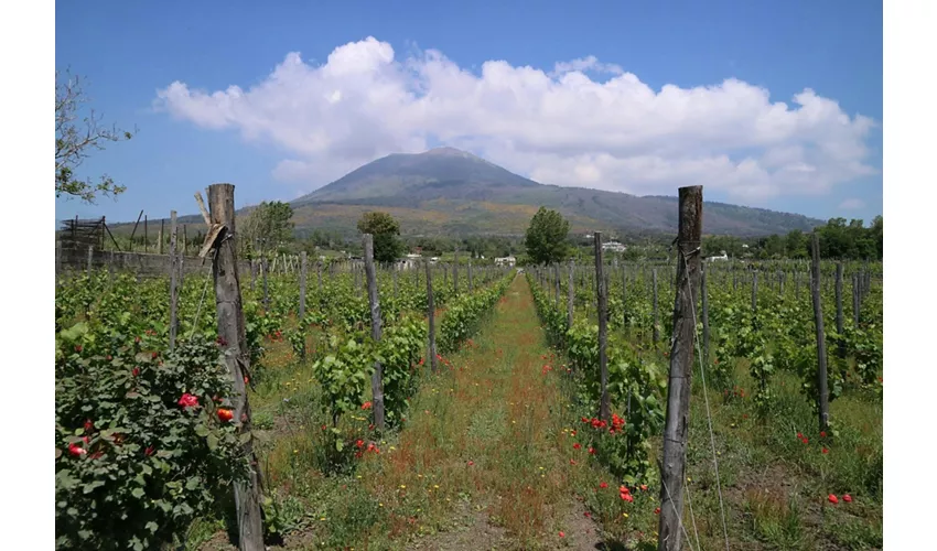 Pompeya: Entrada + Comida y Cata de Vinos en el Vesubio + Viaje de ida y vuelta desde Roma