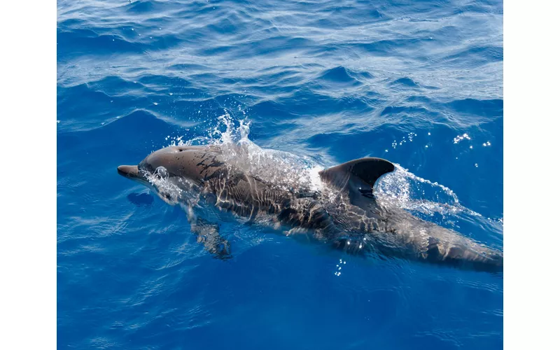 Snorkeling à Tropea