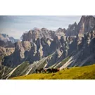 Horses in the beautiful Dolomites