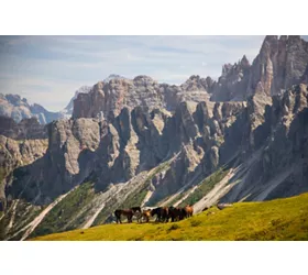 Horses in the beautiful Dolomites