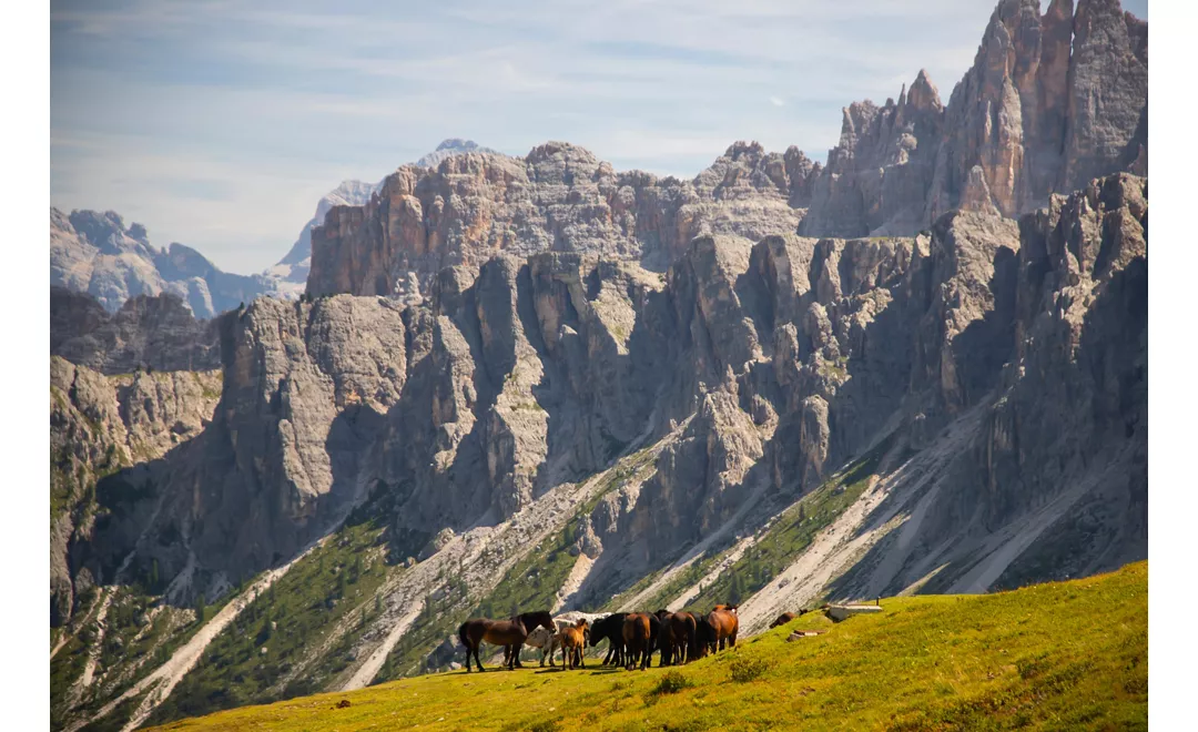 Horses in the beautiful Dolomites