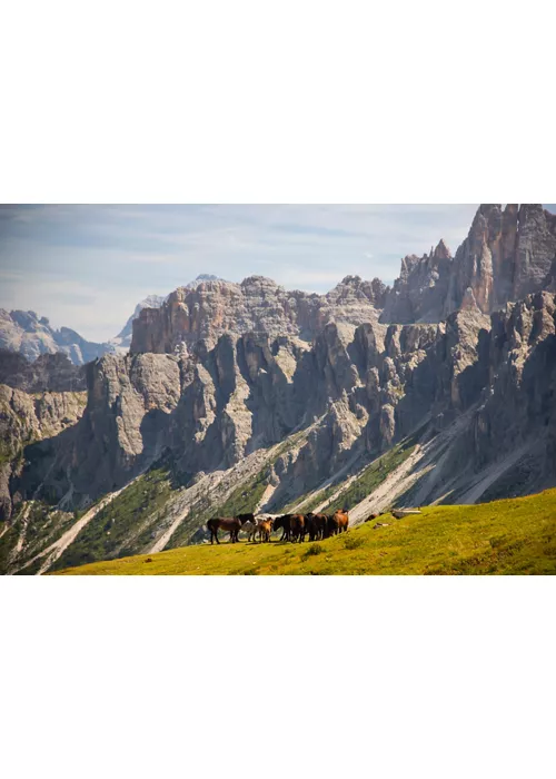 Horses in the beautiful Dolomites