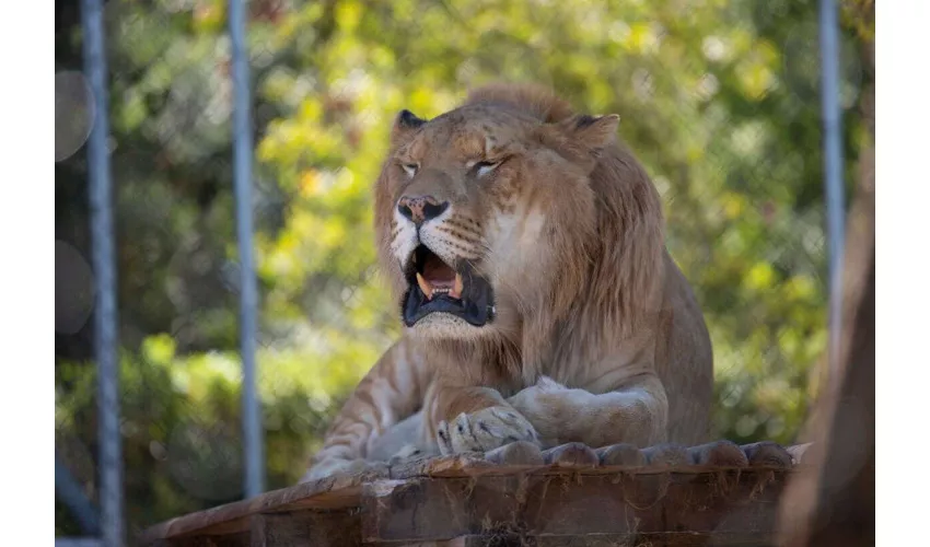 Jardim Zoológico de Abruzzo: bilhete de entrada
