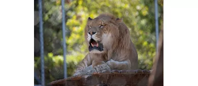 Jardim Zoológico de Abruzzo: bilhete de entrada