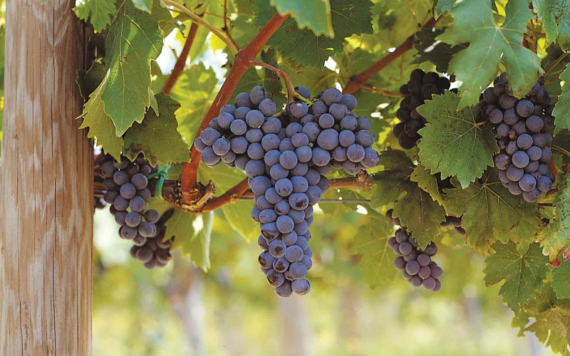 Le origini del DOC Orcia: quando un territorio diventa vino