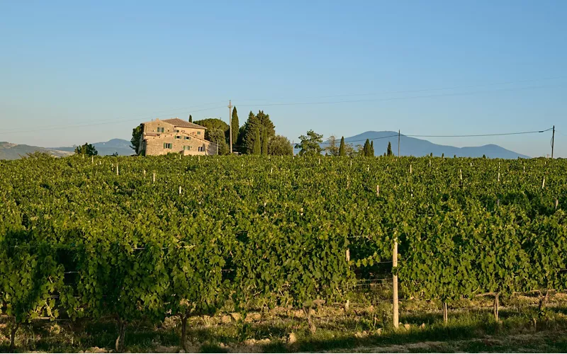 Terroir e caratteristiche: quel tocco inconfondibile della Val d’Orcia