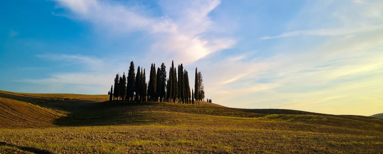 Cypresses of San Quirico