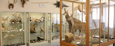 Museo di Scienze Naturali "Antonio De Nardi"