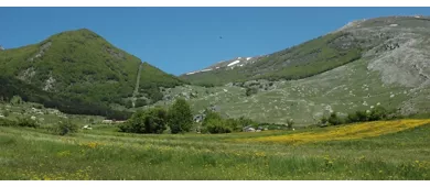 Palena