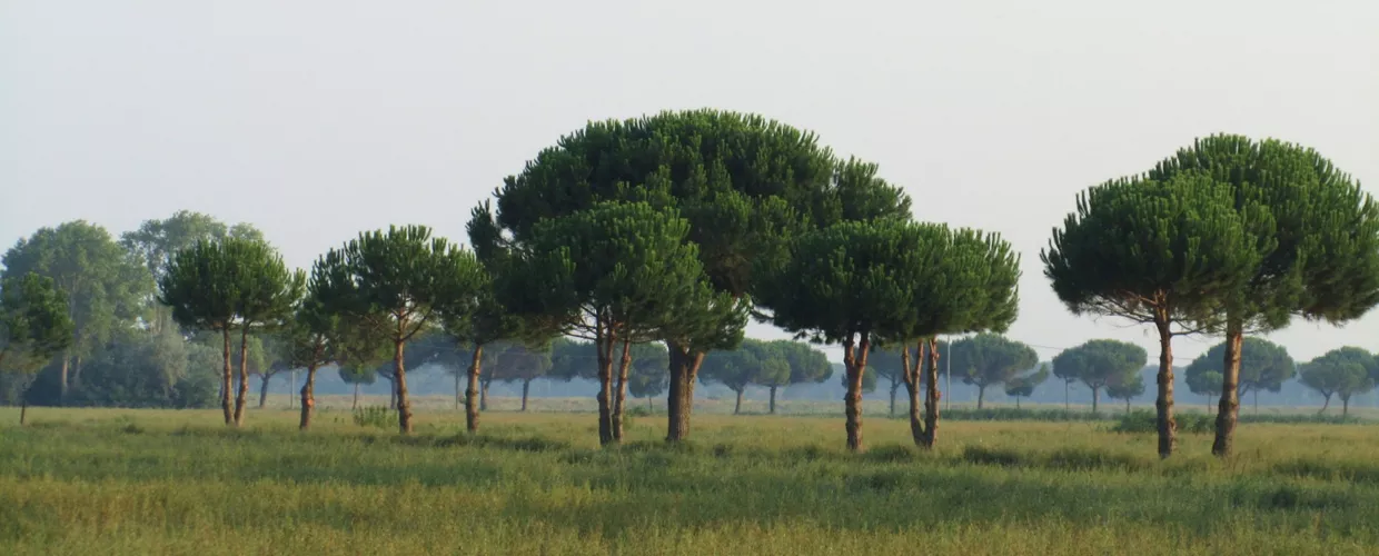 Pinède de Classe