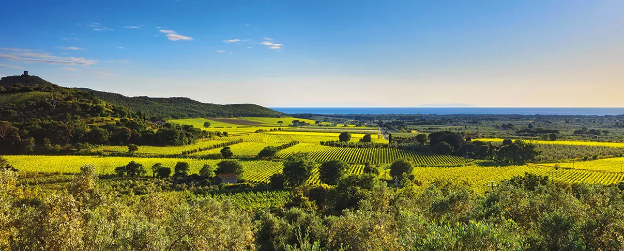 Strada del Vino della Costa degli Etruschi