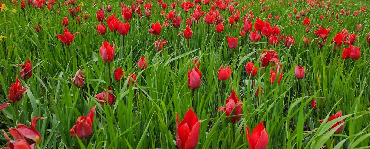 Los tulipanes de Madonna dell'Olio
