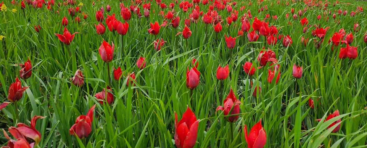 Die Tulpen der Madonna dell'Olio