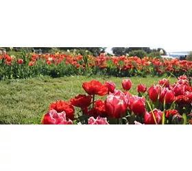 The tulips of Turri