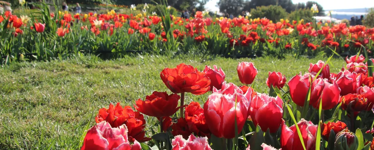 The tulips of Turri