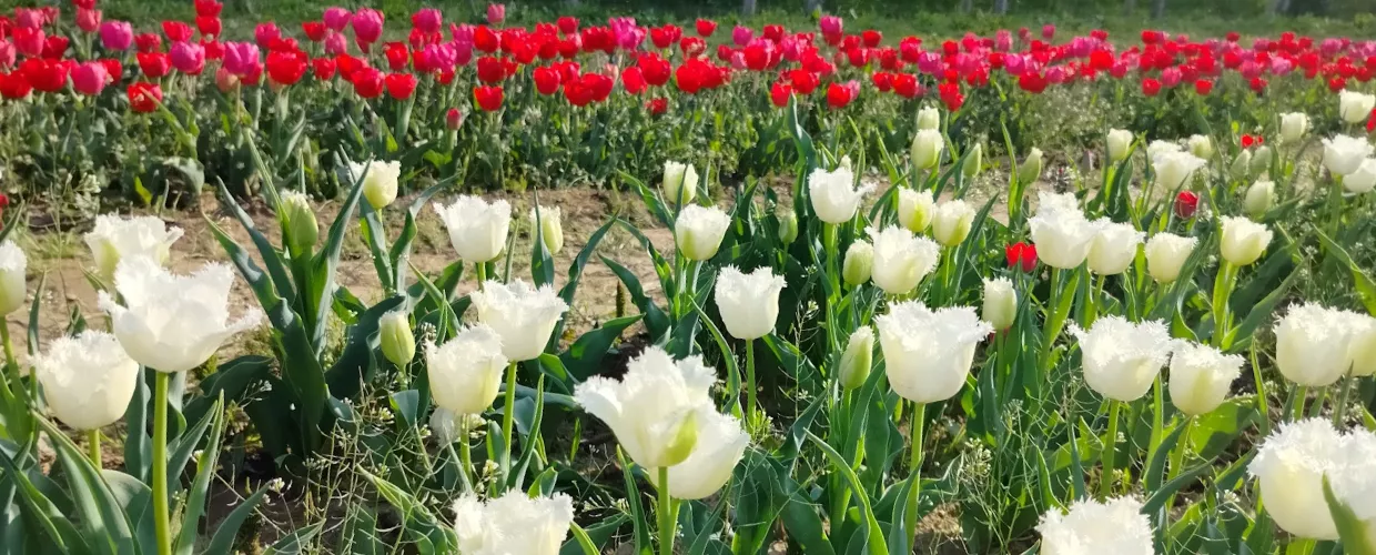 Tulipas Eugâneas