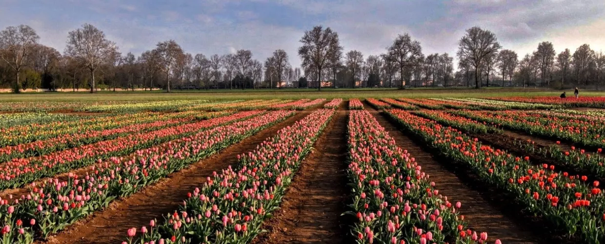 Italian Arese Tulips