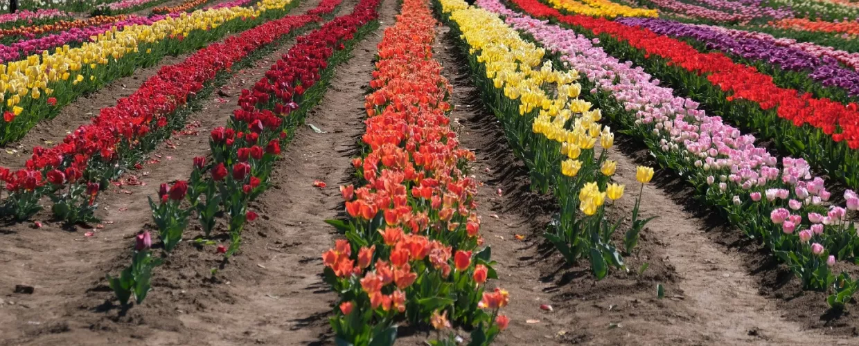 TuliPark