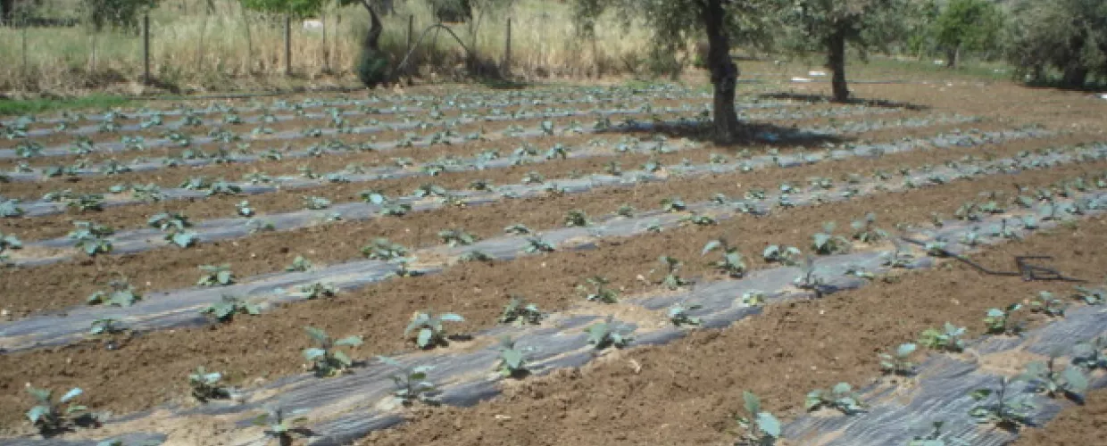 Empresa Agrícola Bellanti Salvatore