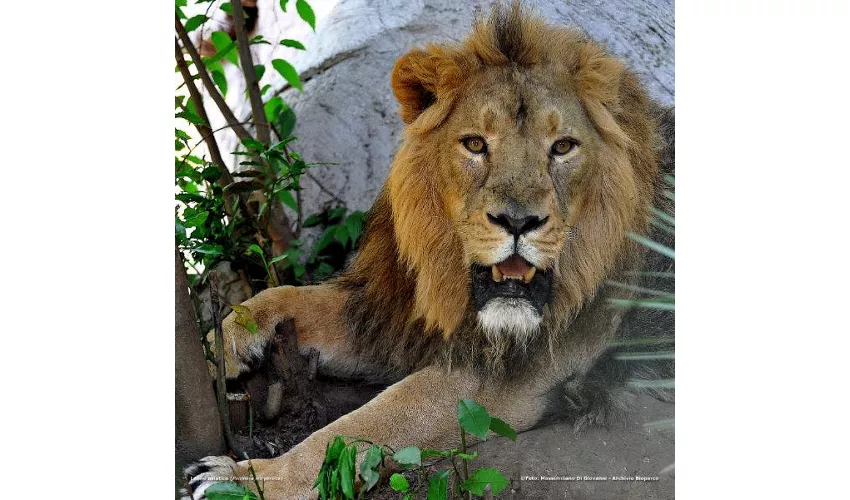 Bioparco di Roma: Biglietto con accesso rapido