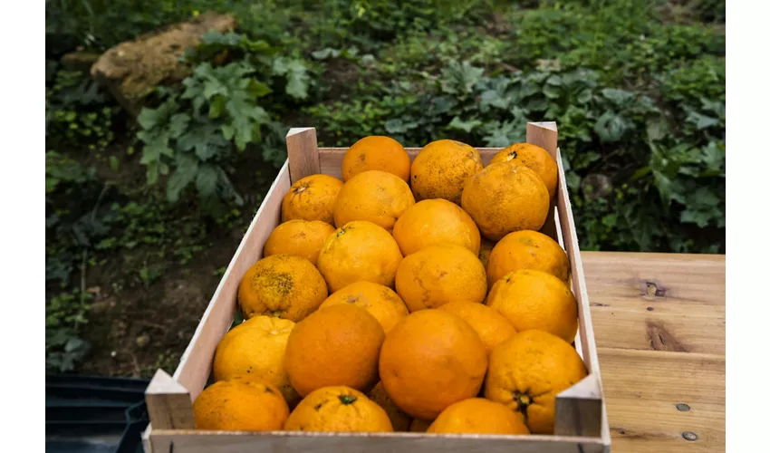 Jardín de Kolymbethra: Entrada + Experiencia de Recolección de Naranjas