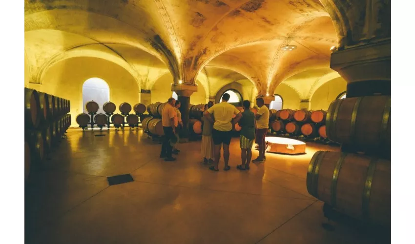 Amarone Wine-Tasting Tour from Verona