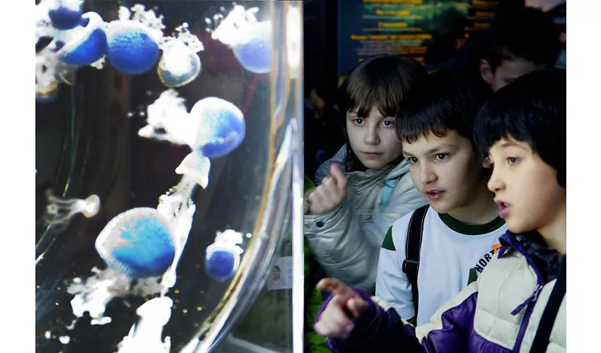 Gardaland SEA LIFE Aquarium: Entrada