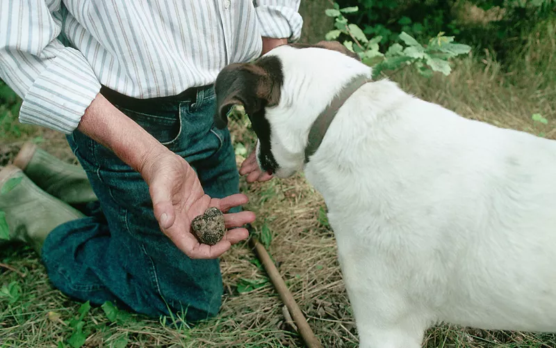 truffle dog