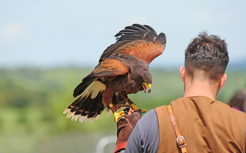 falconry unesco excellence