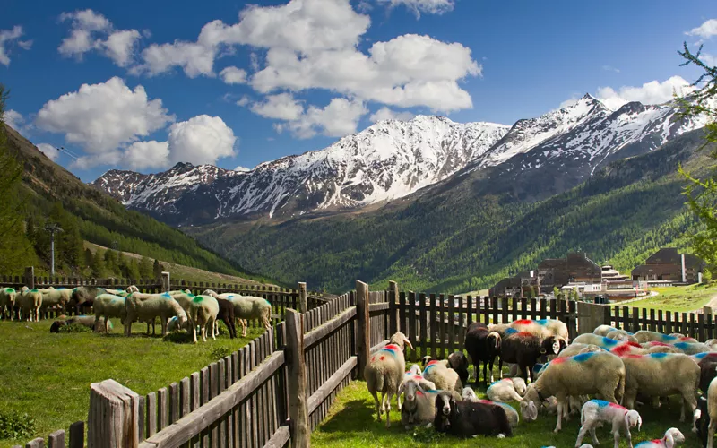 Sheep transhumance in the mountains