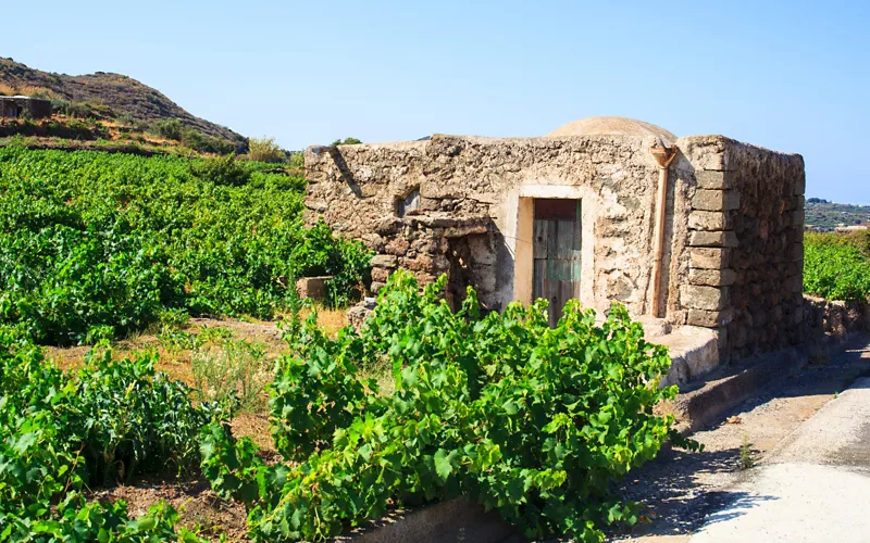 vineyards in pantelleria