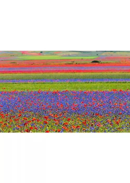 Flowering in Castelluccio di Norcia, Umbria