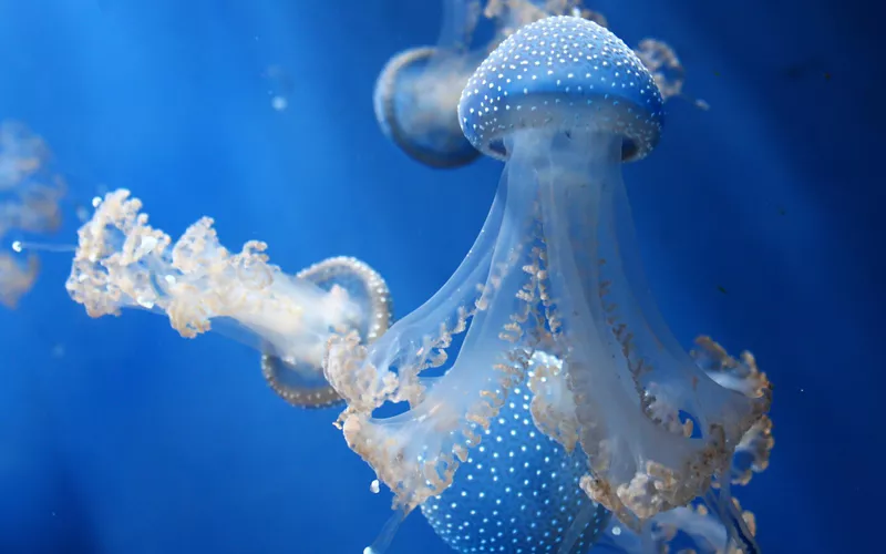 70 Ökosysteme, in denen 12.000 Tiere zu bewundern sind