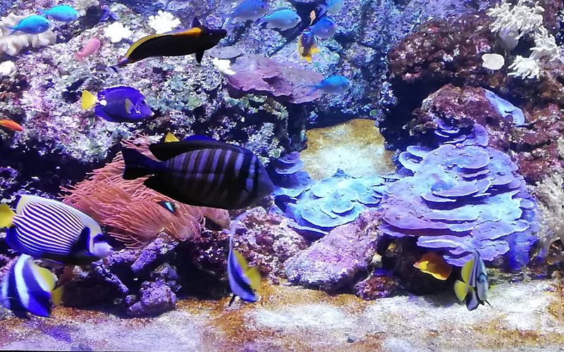 Mailand für Kinder: zwischen Schlössern, Parks und Museen