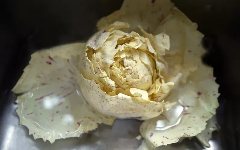 À Castelfranco, le radicchio blanc crème