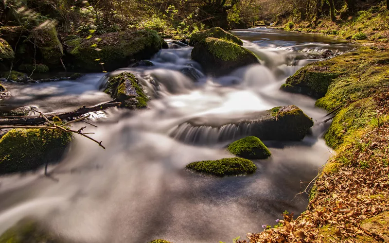 A stream in a wood in Italy