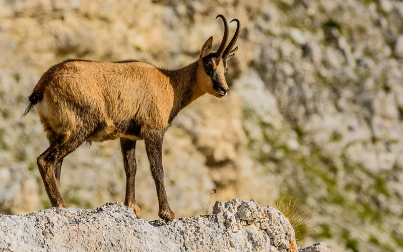 face to face with chamois