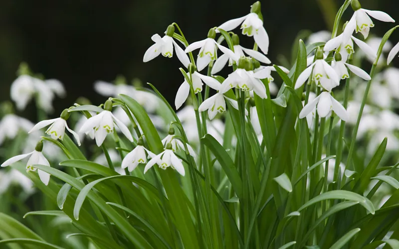 At Viote, to discover the secrets of mountain plants