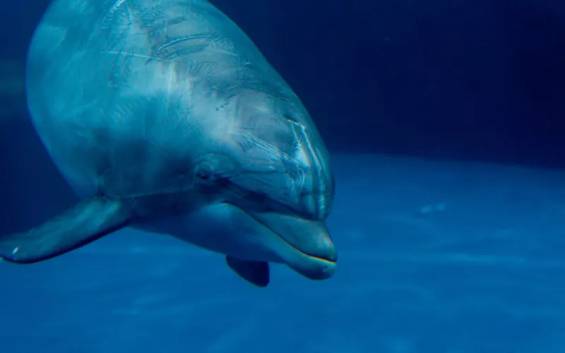 Genoa Aquarium face to face with dolphins