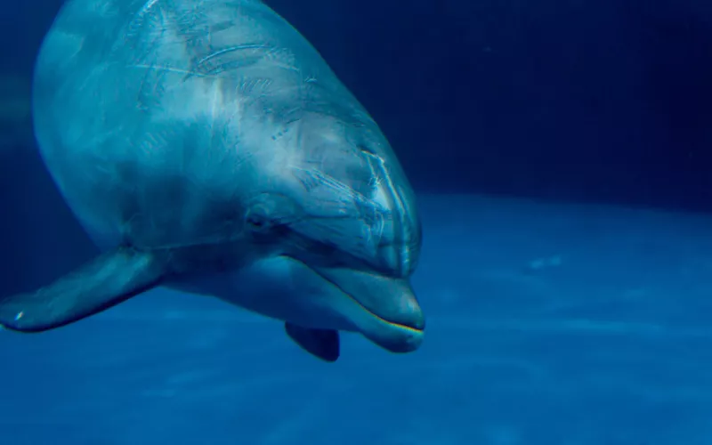 El Acuario de Génova cara a cara con los delfines