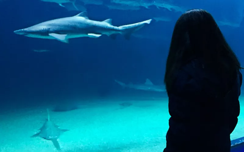 Genoa aquarium night adventure with sharks