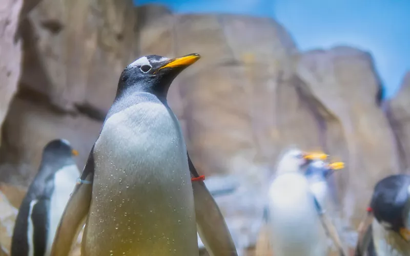 Aquarium of genoa biodiversity