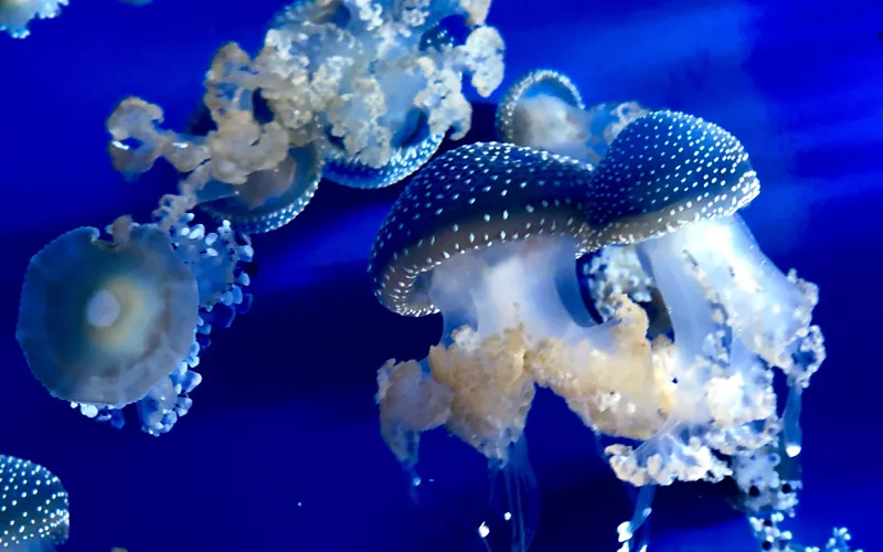 Acquario di genova la danza delle meduse